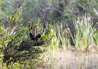 American Anhinga, Everglades Ulusal Parkı, Florida. Güzel vahşi hayvanlar..