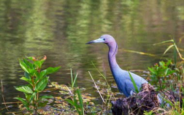 Gri Heron (Ardea cinerea), Everglades Ulusal Parkı, Florida