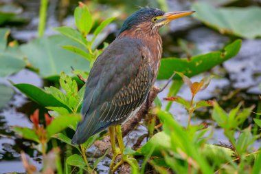 Yeşil balıkçıl, Everglades Ulusal Parkı, Florida