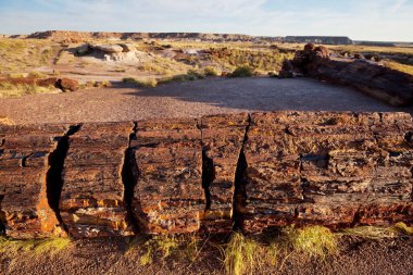 Arizona, ABD 'deki Taşlaşmış Orman Ulusal Parkı' ndaki taşlaşmış antik ağaç..