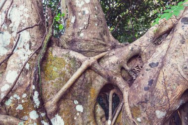 Florida ormanında ağaç kökü yakın.