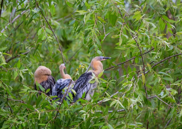 Anhinga Met Kuikens Nest Everglades National Park Florida — Stockfoto