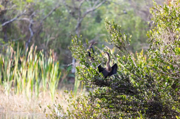 Amerikaans Anhinga Everglades National Park Florida Mooie Wilde Dieren — Stockfoto