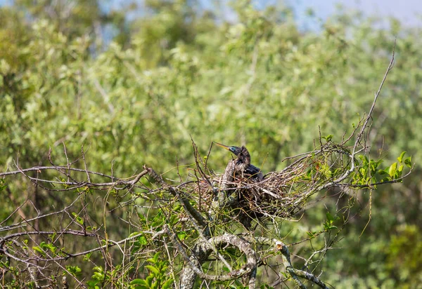 Amerikaans Anhinga Everglades National Park Florida Mooie Wilde Dieren — Stockfoto