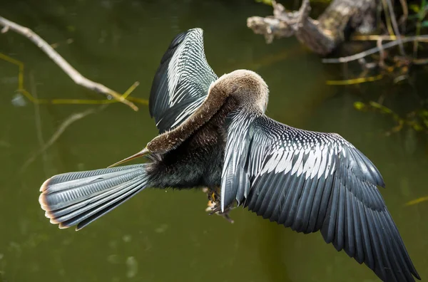 Amerykańska Anhinga Park Narodowy Everglades Floryda Piękne Dzikie Zwierzęta — Zdjęcie stockowe