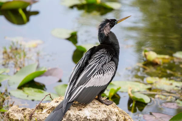 Amerykańska Anhinga Park Narodowy Everglades Floryda Piękne Dzikie Zwierzęta — Zdjęcie stockowe