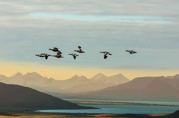 Fåglar Flyger Över Patagonien Argentina Sydamerika — Stockfoto