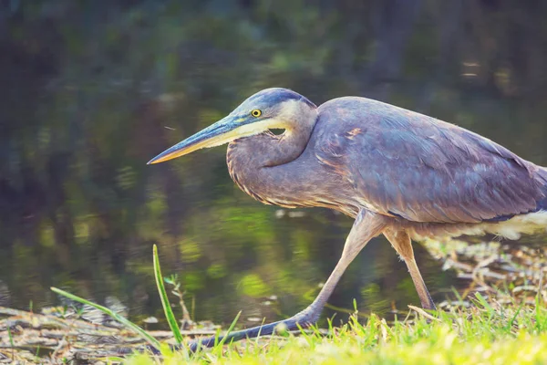 Garza Azul Everglades Florida Hermosa Vida Silvestre Animales Aves —  Fotos de Stock