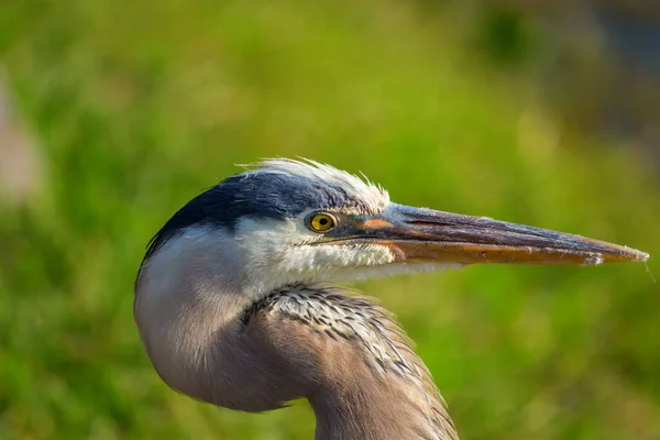 Kék Gém Everglades Ben Floridában Gyönyörű Vadállatok Madarak — Stock Fotó