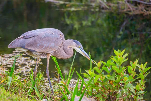 Blauwe Reiger Everglades Florida Prachtige Wilde Dieren Vogels — Stockfoto