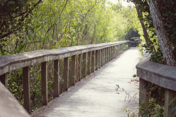 Boardwalks Στο Βάλτο Στο Εθνικό Πάρκο Everglades Φλόριντα Ηπα — Φωτογραφία Αρχείου