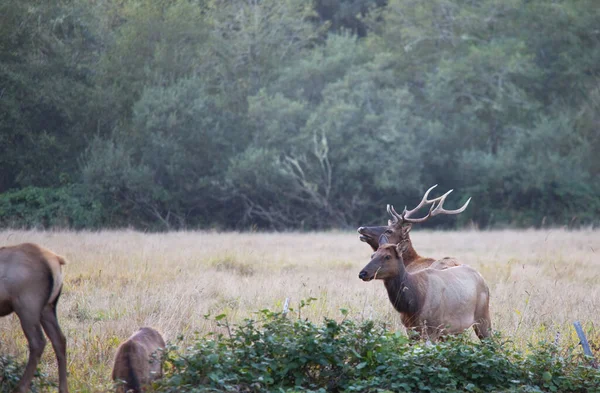 Cerfs Sauvages Dans Forêt États Unis — Photo