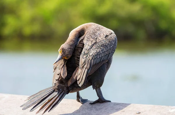 Kormorany Parku Narodowym Everglades Floryda Usa — Zdjęcie stockowe