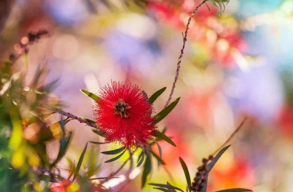 Incredibile Fiore Colorato Nel Giardino Estivo — Foto Stock