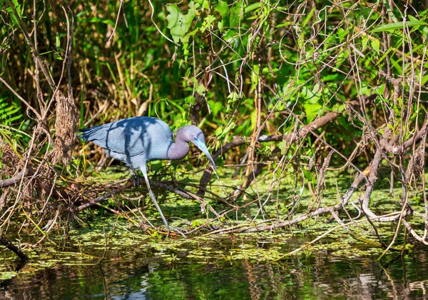 Garza Gris Ardea Cinerea Parque Nacional Everglades Florida — Foto de Stock