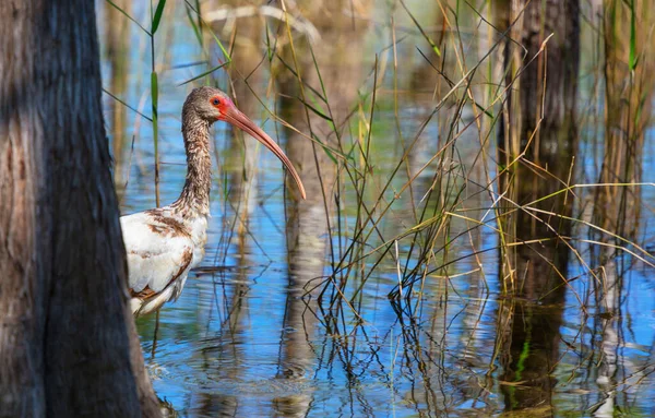 Białe Ibis Parku Narodowym Everglades Usa Floryda — Zdjęcie stockowe