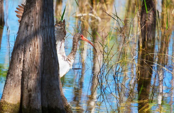 White Ibis Everglades National Park Usa Florida — Stock Photo, Image