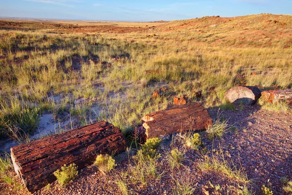 Versteinerter Uralter Baum Petrified Forest National Park Von Arizona Usa — Stockfoto