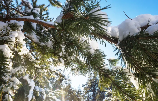 Scenic Besneeuwde Bos Winter Seizoen Goed Voor Kerst Achtergrond — Stockfoto