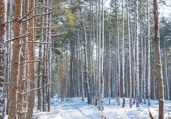 Natursköna Snötäckta Skogar Vintersäsongen Bra För Jul Bakgrund — Stockfoto