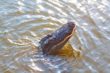 Amerikan Timsahı Everglades 'te yüzüyor ve vahşi doğa ulusal parkında renkli bir yansıması var.