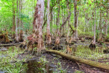 Everglades Ulusal Parkı 'ndaki manzaralar