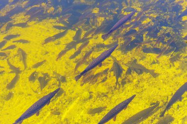 Florida garı ve diğer balıklar Everglades Ulusal Parkı, Florida, ABD
