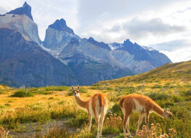 Vahşi Guanaco (Lama Guanicoe) Güney Amerika, Şili, Patagonya bozkırında