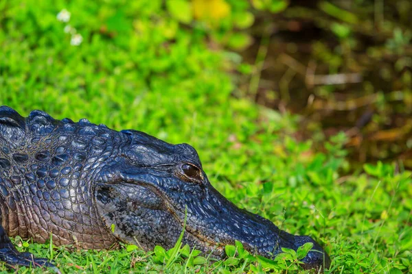 エバーグレーズで水の野生自然国立公園でカラフルな反射で泳ぐアメリカのワニ — ストック写真