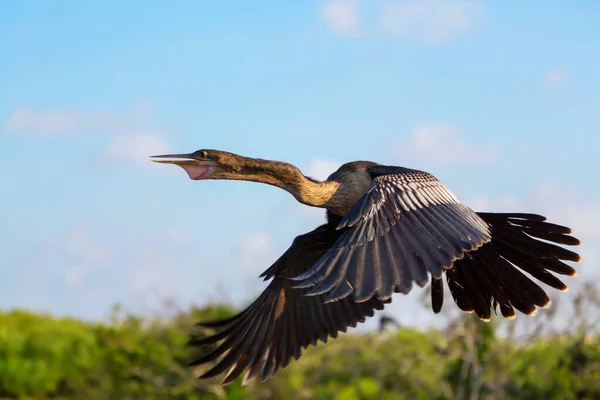 American Anhinga Everglades National Park Florida Bellissimi Animali Selvatici — Foto Stock