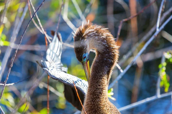 American Anhinga Parque Nacional Everglades Florida Hermosos Animales Salvajes —  Fotos de Stock