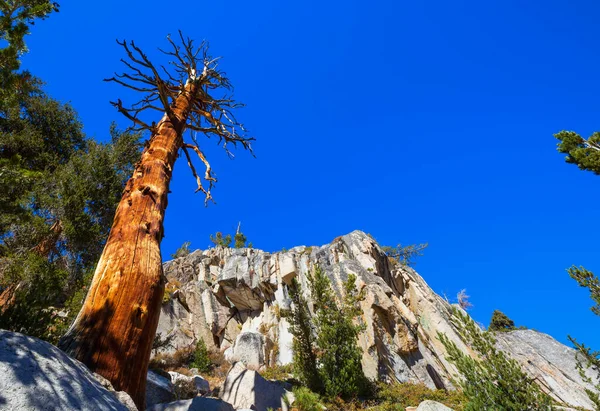 Ancient Bristlecone Pine Tree Showing Twisted Gnarled Features California Usa — Stock Photo, Image