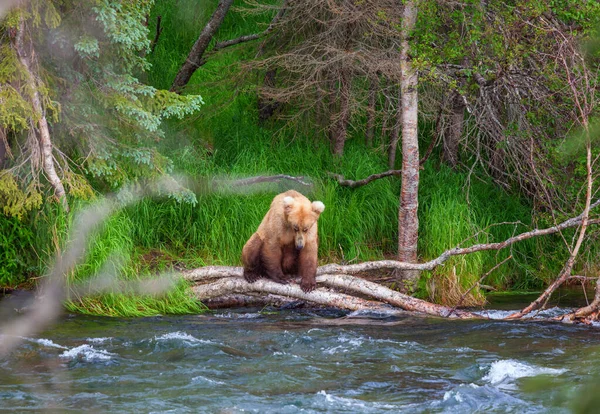 Brooks Şelalesi Nde Somon Avlayan Bir Boz Ayı Alaska Daki — Stok fotoğraf