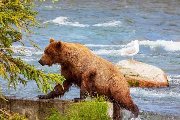 Oso Pardo Cazando Salmón Brooks Cae Coastal Brown Grizzly Bears —  Fotos de Stock