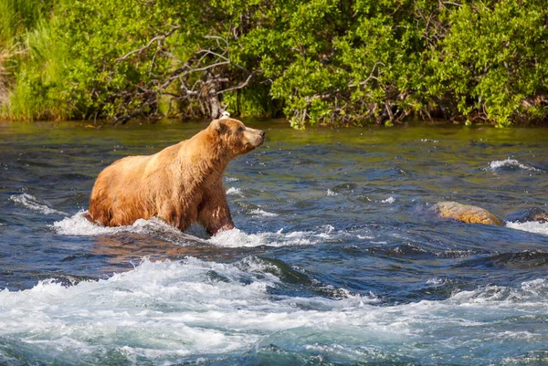 Grizzlybjörn Jagar Lax Brooks Fall Kustbruna Grizzlybjörnar Fiskar Katmai Nationalpark — Stockfoto