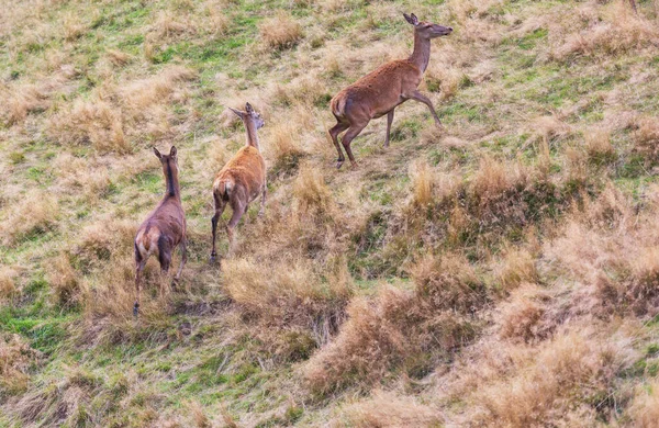 Cerfs Dans Prairie Verte Zone Rurale — Photo