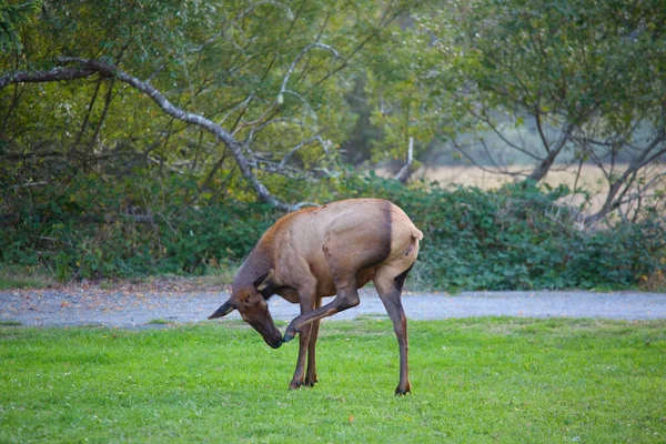 Mountain Bull Elch Herbstwald Colorado Usa — Stockfoto