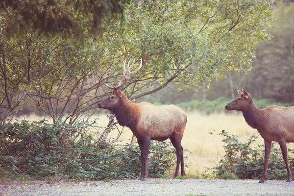 Mountain Bull Elk Höstskogen Colorado Usa — Stockfoto
