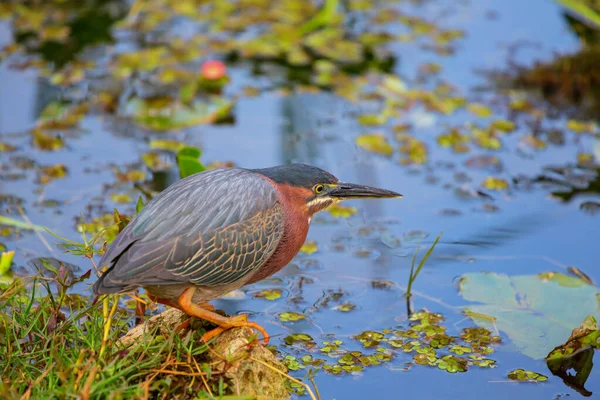 Green Heron Everglades Nationalpark Florida — Stockfoto