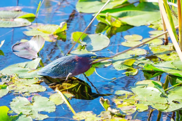 佛罗里达州Everglades国家公园Green Heron — 图库照片