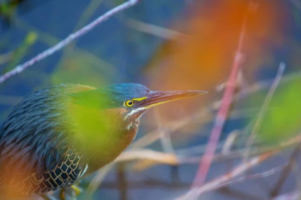 Yeşil Balıkçıl Everglades Ulusal Parkı Florida — Stok fotoğraf