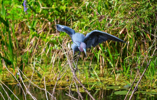 Héron Gris Ardea Cinerea Everglades National Park Floride — Photo