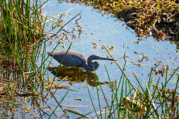 Garza Gris Ardea Cinerea Parque Nacional Everglades Florida — Foto de Stock