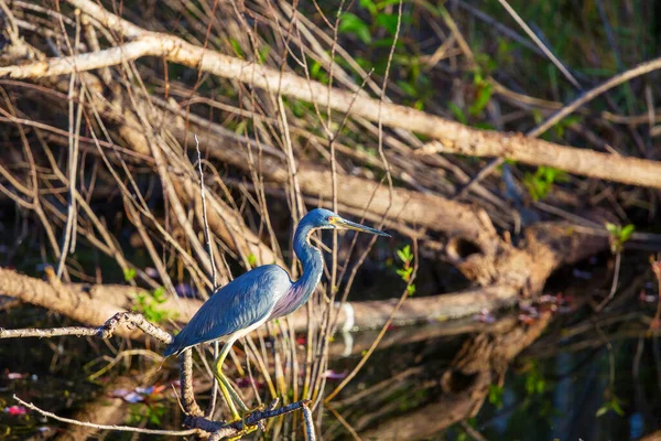 Gri Heron Ardea Cinerea Everglades Ulusal Parkı Florida — Stok fotoğraf