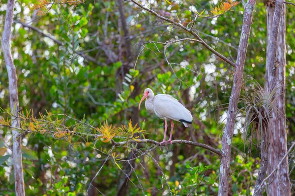 Witte Ibis Een Everglades National Park Verenigde Staten Florida — Stockfoto