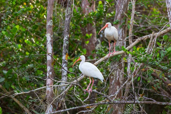 White Ibis Everglades National Park Ηπα Φλόριντα — Φωτογραφία Αρχείου