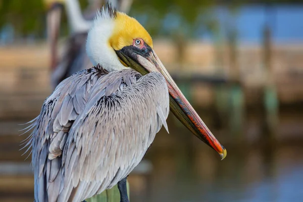 ใหญ Pelican บนชายฝ งทะเล — ภาพถ่ายสต็อก