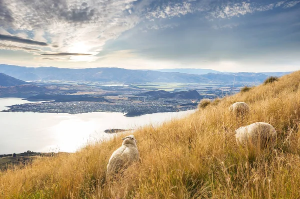 Вівці Зеленій Гірській Лузі Сільській Місцевості Нової Зеландії — стокове фото