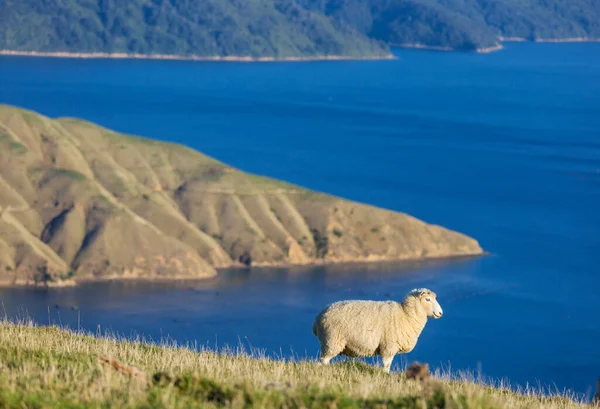 Sheeps Στο Πράσινο Λιβάδι Βουνό Αγροτική Σκηνή Στη Νέα Ζηλανδία — Φωτογραφία Αρχείου