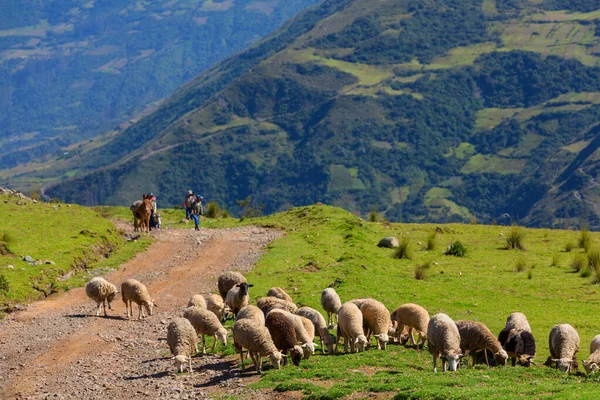 Yeşil Yaz Dağlarında Koyunlar — Stok fotoğraf